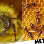 Bees have become ‘increasingly stressed’ by climate change